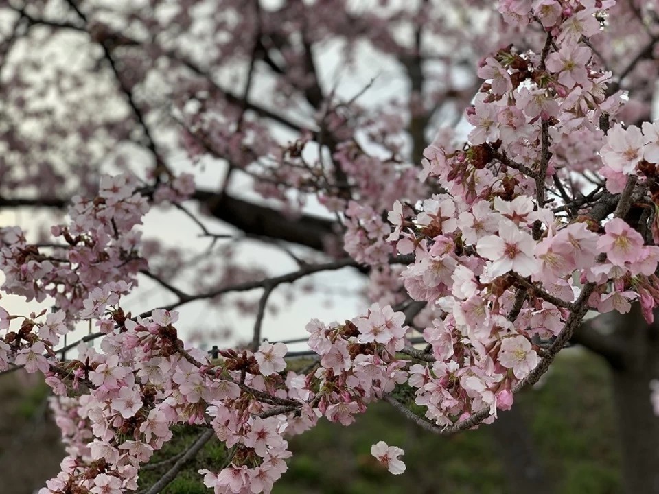 初企画！お花見タクシー♬の画像