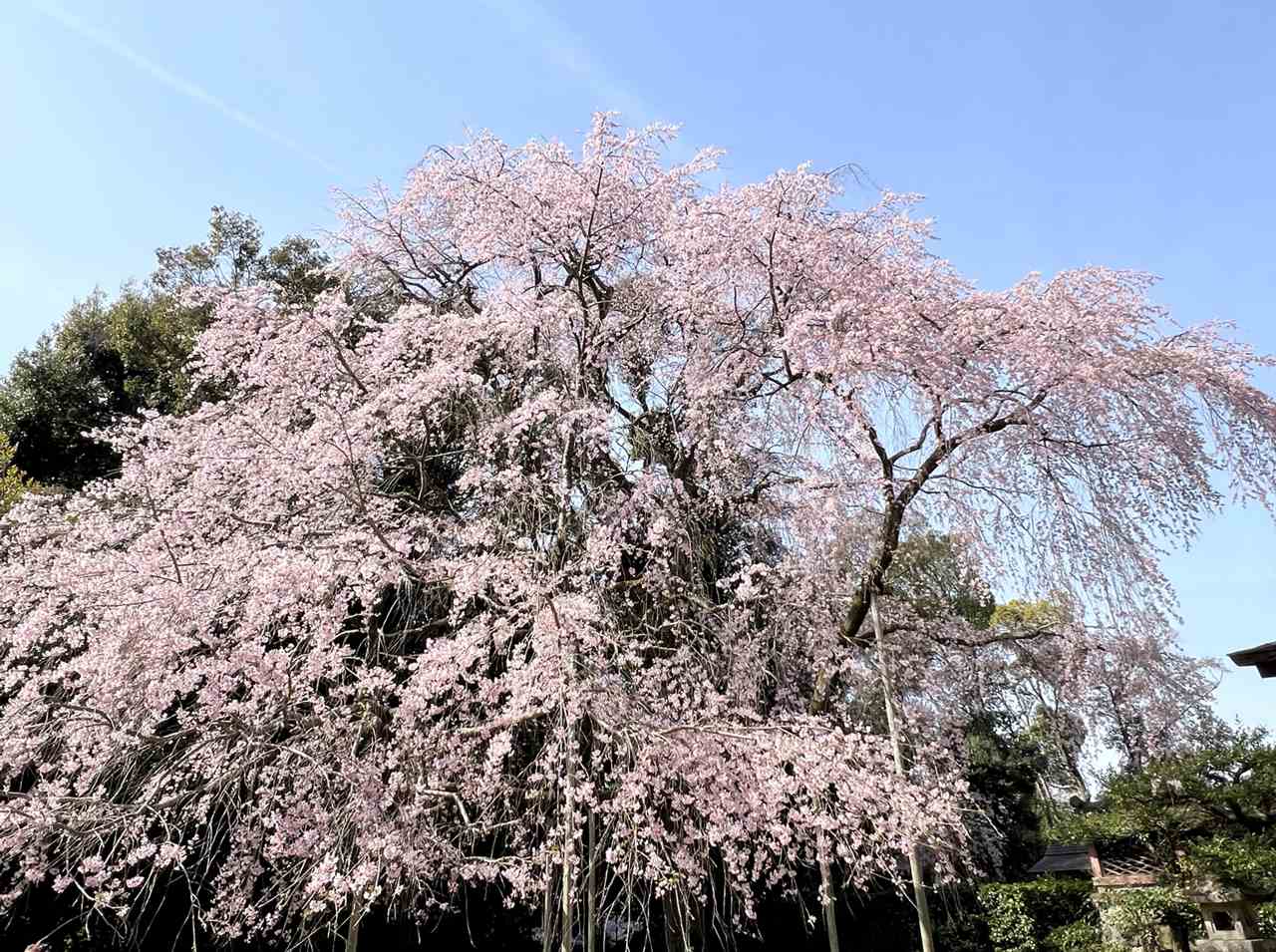 令和8年 春うらら🌸世界遺産「醍醐寺」「仁和寺」と蹴上インクライン🌸の画像