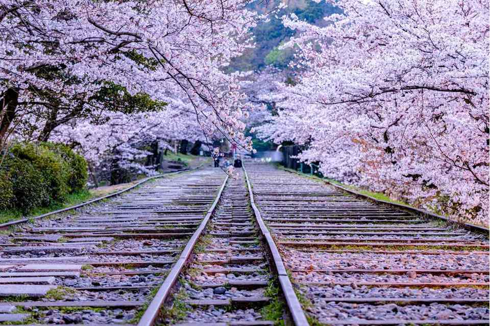 令和8年 春うらら🌸世界遺産「醍醐寺」「仁和寺」と蹴上インクライン🌸の商品画像00
