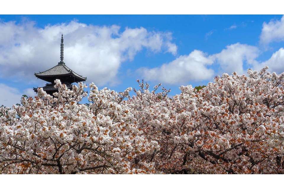 令和8年 春うらら🌸世界遺産「醍醐寺」「仁和寺」と蹴上インクライン🌸の商品画像01