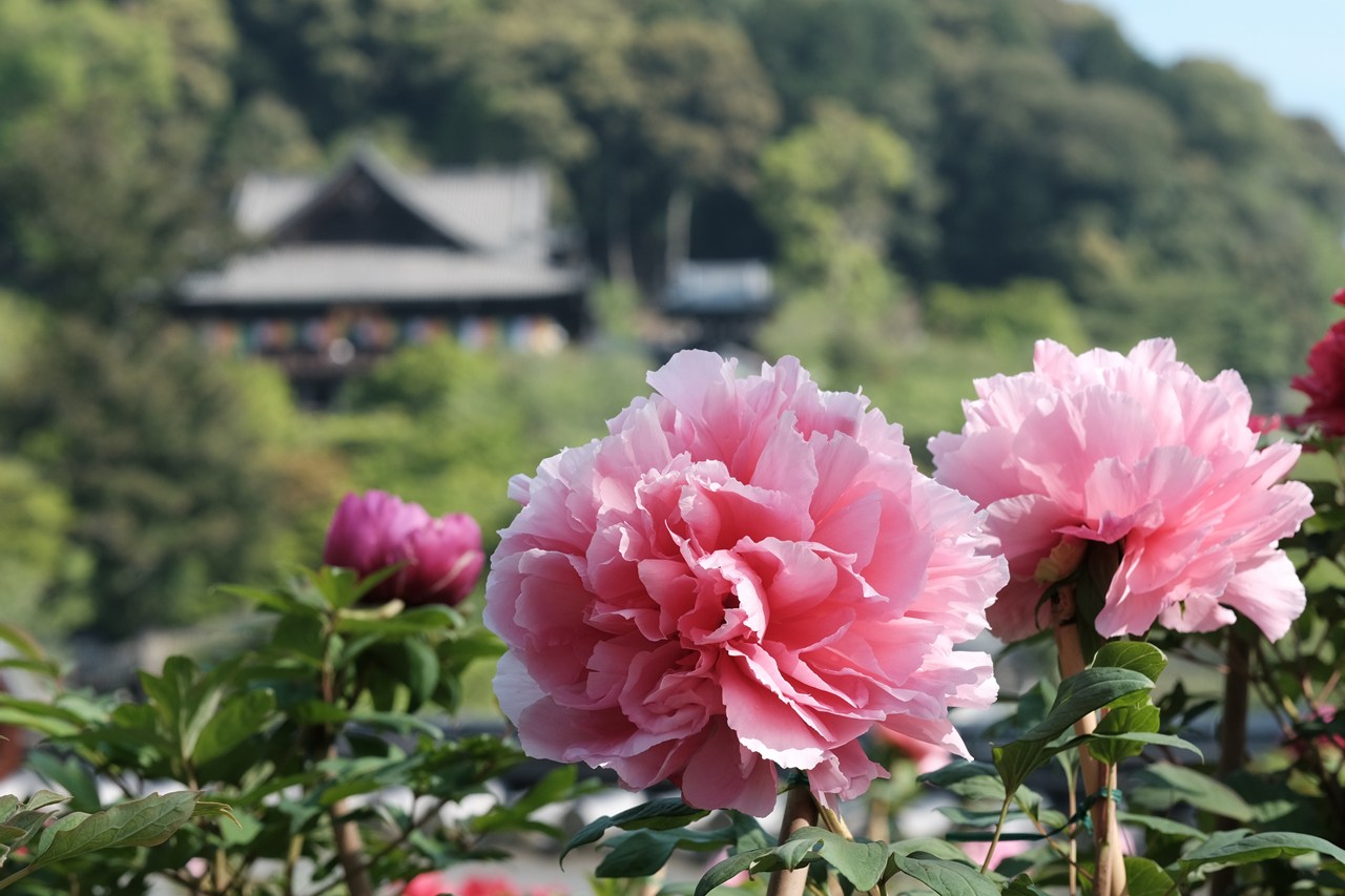 令和8年 春の旅🌺 奈良大和花寺めぐり「長谷寺の牡丹」と「室生寺の石楠花」の画像