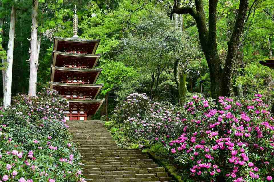 令和8年 春の旅🌺 奈良大和花寺めぐり「長谷寺の牡丹」と「室生寺の石楠花」の商品画像00