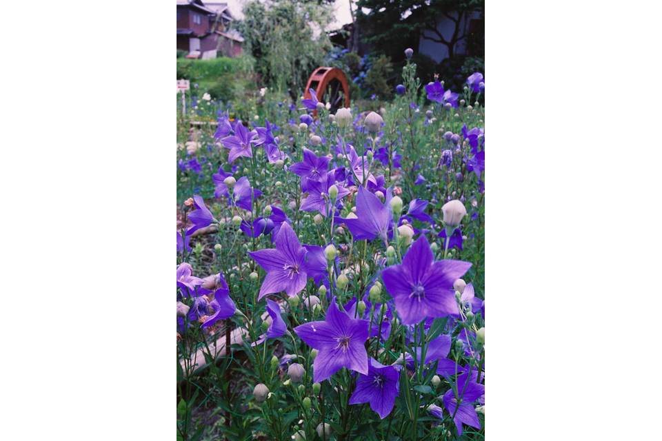 令和8年 春の旅🌺 大原三千院のあじさいと丹波亀岡ききょうの里の商品画像00