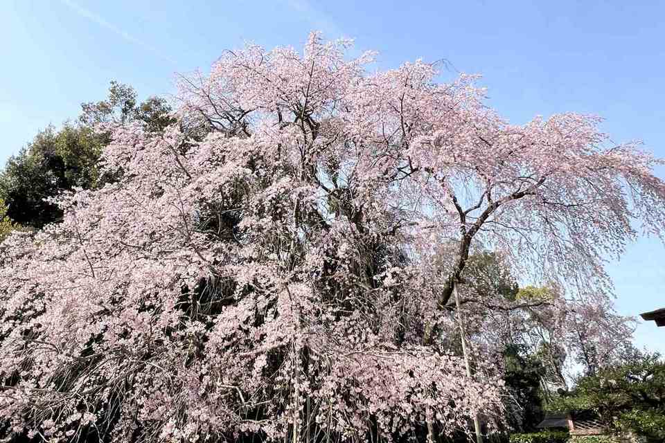 令和8年　春の桜巡り・花めぐりで四季を感じるバスツアー🌸🌷🚌販売開始の画像